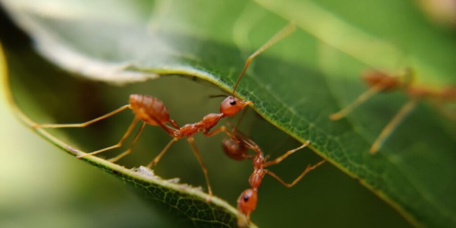 Como mantener a las hormigas a raya